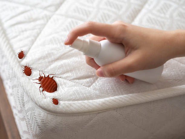 Trusted Haverhill, MA Pest Control Experts