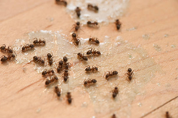 Best Emergency Pest Control  in Haverhill, MA